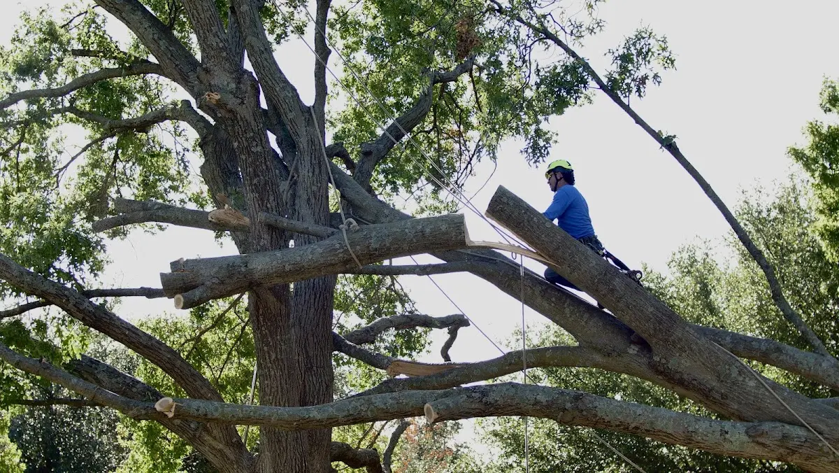 Professional Hazardous Tree Removal performed by certified arborists in Hatch